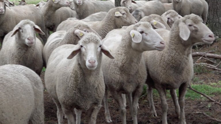 Die Schafe der Schäferei in Rothenburg ob der Tauber im Taubertal